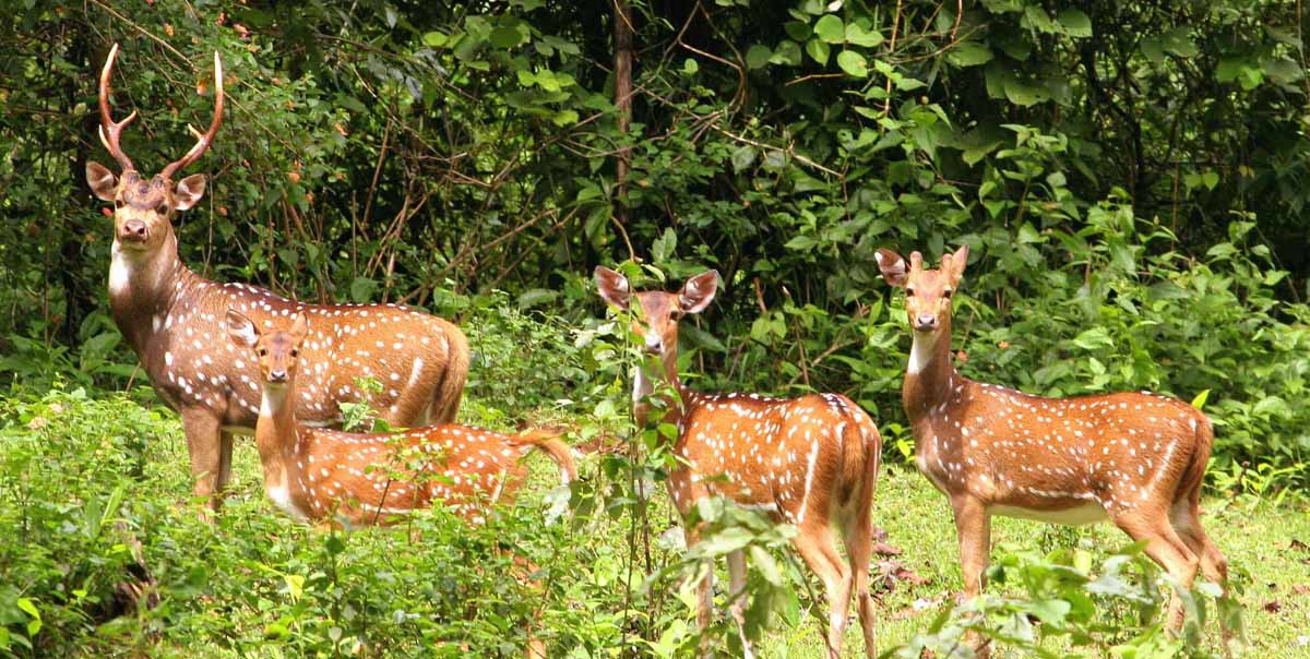 Assam National Parks Tour